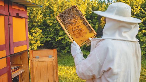 Горький вкус сладкого меда